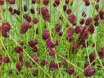 Sanguisorba &#39;Prim and Proper&#39;