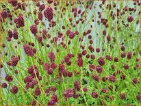 Sanguisorba &#39;Prim and Proper&#39;