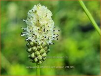 Sanguisorba officinalis &#39;Jam Session&#39;