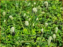 Sanguisorba officinalis &#39;Jam Session&#39;