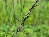 Molinia arundinacea 'Les Ponts de Cé'