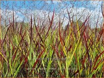 Panicum virgatum 'Oxblood Autumn'