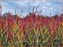 Panicum virgatum 'Oxblood Autumn'