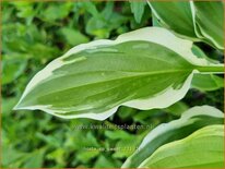 Hosta 'So Sweet'