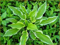 Hosta 'So Sweet'