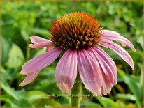 Echinacea purpurea &#39;Pink Skipper&#39;