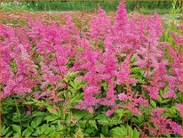 Astilbe &#39;Rhythm and Blues&#39;