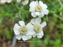 Achillea cartilaginea &#39;Silver Spray&#39;