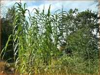 Arundo donax (pot 11 cm)