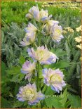 Delphinium &#39;Moonlight&#39; (pot 11 cm)