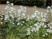 Delphinium &#39;Sneeuwwitje&#39; (pot 11 cm)