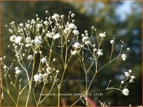 Gypsophila paniculata 'Bristol Fairy' (pot 11 cm)