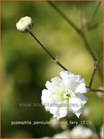 Gypsophila paniculata 'Bristol Fairy' (pot 11 cm)