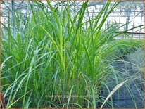 Miscanthus giganteus 'Meidl' (pot 11 cm)