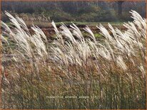 Miscanthus sinensis 'Adagio' (pot 11 cm)