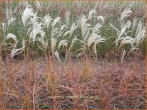 Miscanthus sinensis 'China' (pot 11 cm)