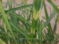 Miscanthus sinensis 'Etincelle' (pot 11 cm)