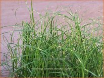 Miscanthus sinensis 'Etincelle' (pot 11 cm)