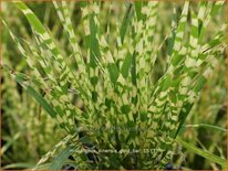 Miscanthus sinensis &#39;Gold Bar&#39; (pot 11 cm)