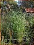 Miscanthus sinensis 'Gracillimus' (pot 11 cm)