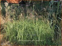 Miscanthus sinensis 'Little Zebra' (pot 11 cm)