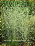 Miscanthus sinensis 'Morning Light' (pot 11 cm)