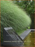 Miscanthus sinensis 'Morning Light' (pot 11 cm)