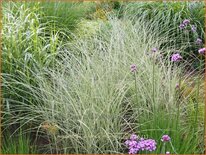 Miscanthus sinensis 'Morning Light' (pot 11 cm)