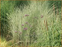 Miscanthus sinensis 'Morning Light' (pot 11 cm)