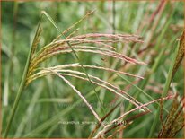 Miscanthus sinensis &#39;Nippon&#39; (pot 11 cm)