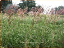 Miscanthus sinensis 'Nippon' (pot 11 cm)