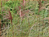 Miscanthus sinensis &#39;Sioux&#39; (pot 11 cm)