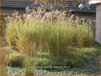 Miscanthus sinensis &#39;Zebrinus&#39; (pot 11 cm)