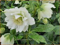 Helleborus orientalis &#39;Double Ellen White&#39;