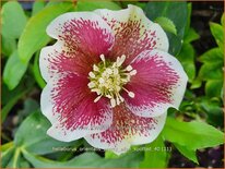 Helleborus orientalis &#39;Pretty Ellen Spotted&#39;