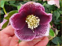 Helleborus orientalis &#39;Pretty Ellen Spotted&#39;