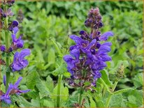 Salvia nemorosa &#39;Sky Blue Marvel&#39;