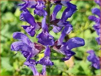 Salvia nemorosa &#39;Sky Blue Marvel&#39;