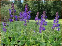 Salvia nemorosa &#39;Sky Blue Marvel&#39;