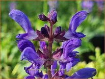 Salvia nemorosa &#39;Sky Blue Marvel&#39;