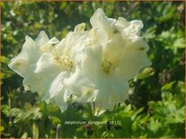 Delphinium &#39;Sungleam&#39; (pot 11 cm)