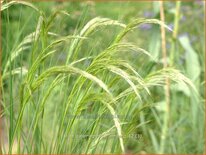 Stipa calamagrostis 'Lemperg'