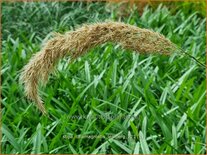 Stipa calamagrostis 'Lemperg'