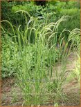 Stipa calamagrostis 'Lemperg'