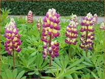 Lupinus 'Manhattan Lights' (pot 11 cm)