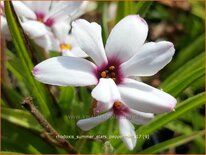 Rhodoxis 'Summer Stars Peppermint'