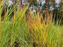 Panicum virgatum &#39;Cheyenne Sky&#39;