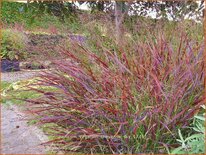 Panicum virgatum &#39;Cheyenne Sky&#39;