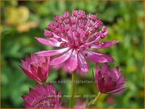 Astrantia major &#39;Capri&#39;