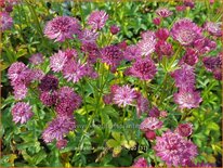 Astrantia major &#39;Capri&#39;